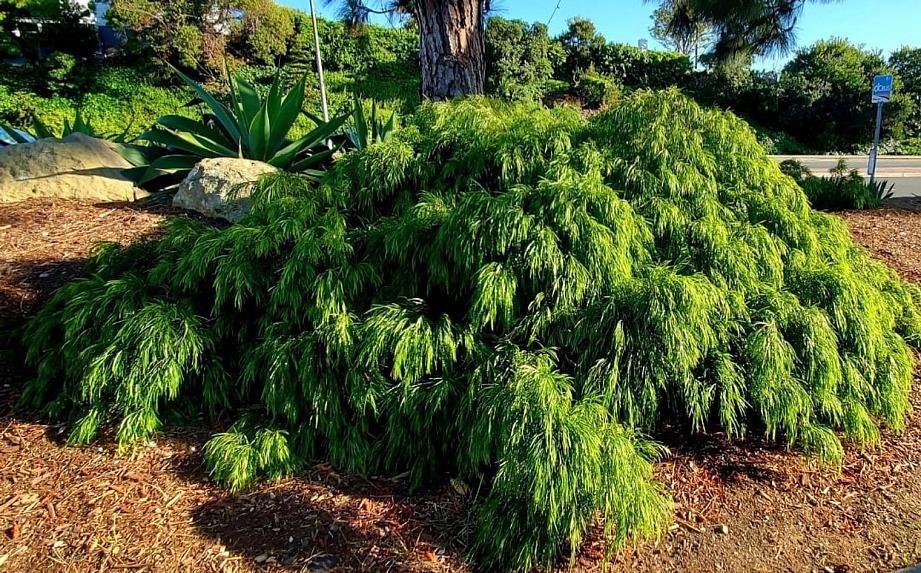 Trees & Shrubs