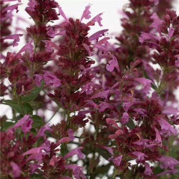 Perennials