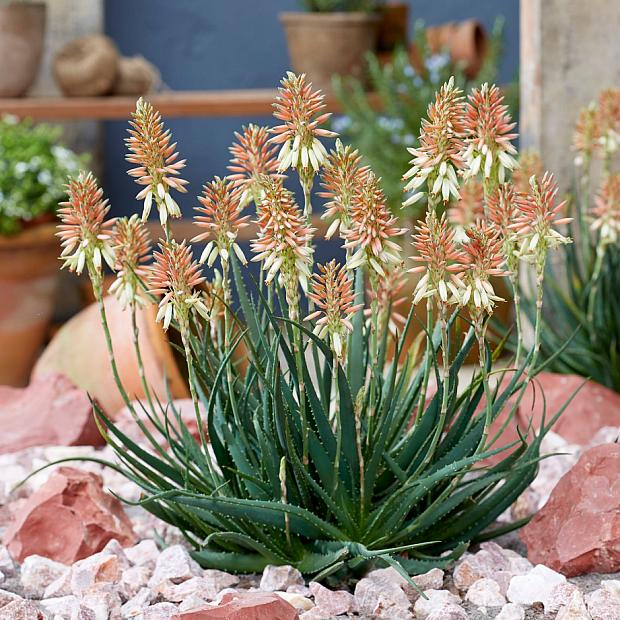 Rock Garden Plants