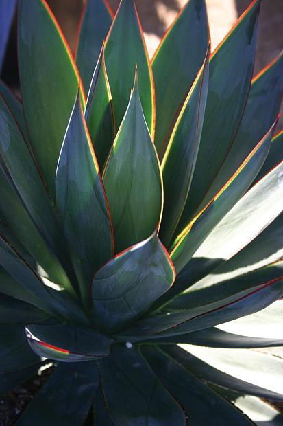 Cactus & Succulents