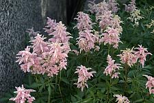 Shade-Loving Plants