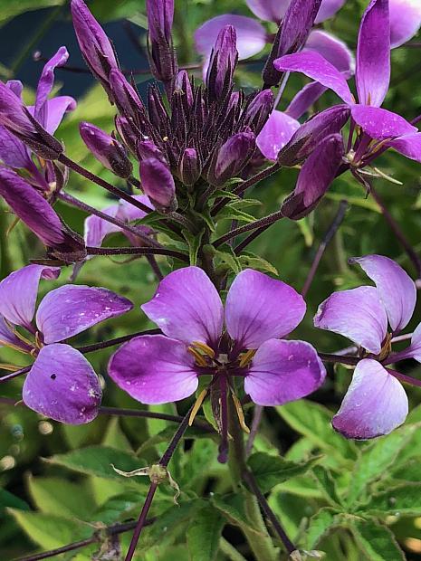 Annuals