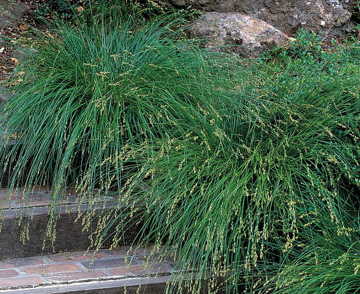 Grasses & Sedges