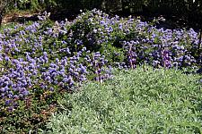 Privacy Plants