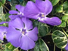 Groundcover Plants