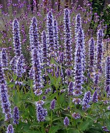 Pollinator-Friendly Plants