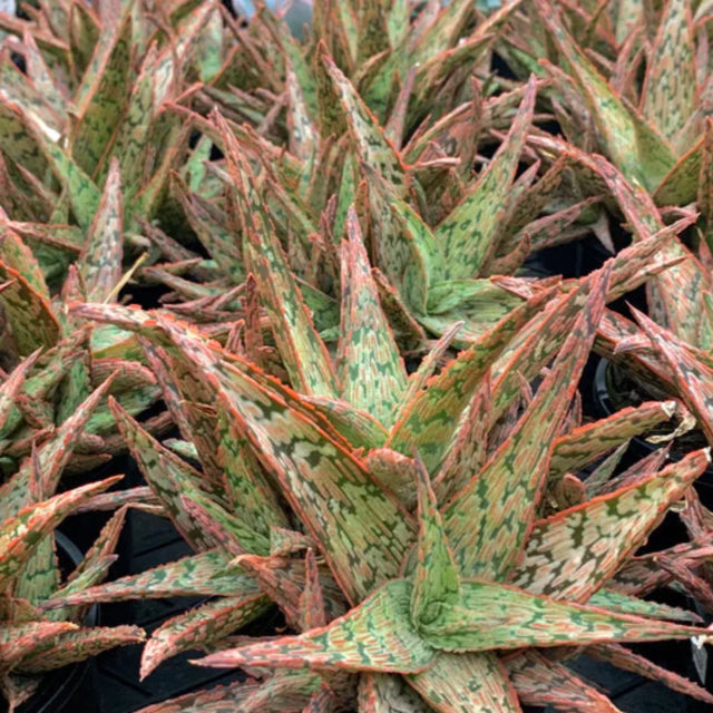 Aloe x 'Pink Blush' – Pink Blush Aloe