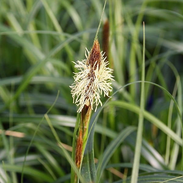 CAREX 'Ribbon Falls' (Sedge Grass)