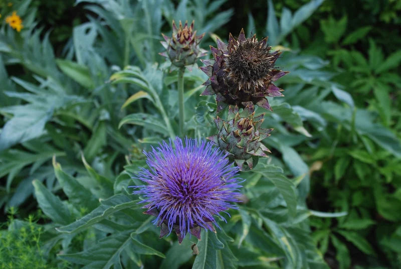 CARDOON 'Pieno Inerme'