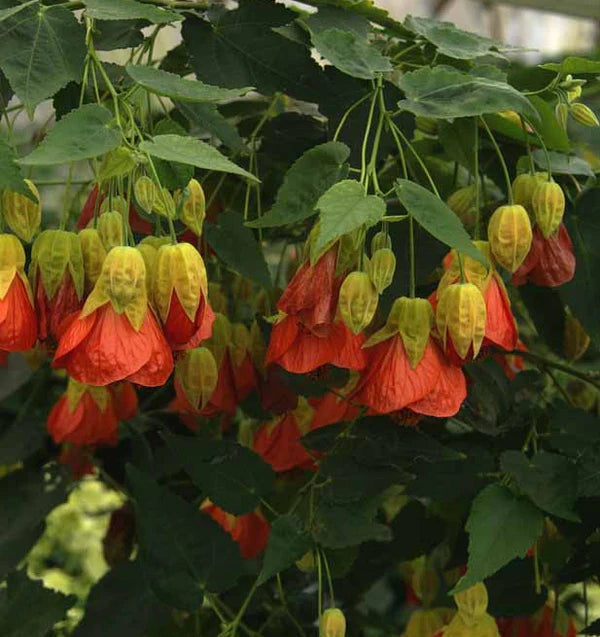 ABUTILON x hybridum 'Tangerine' (Available Now)