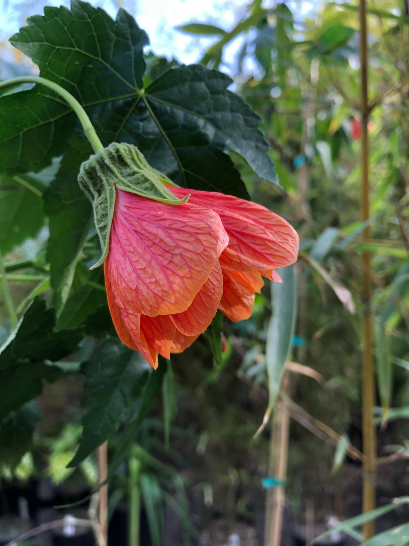 ABUTILON x hybridum 'Tangerine' (Available Now)