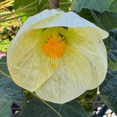 ABUTILON hybrid 'Lemon Sorbet' plant for sale online