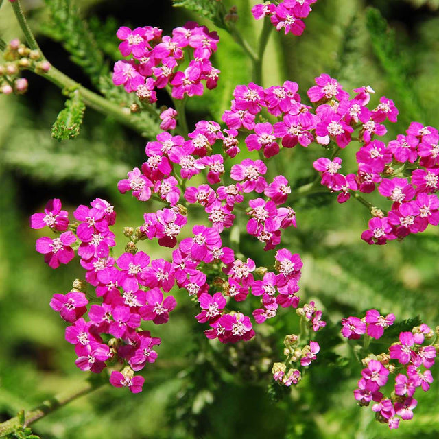 Achillea millefolium 'Island Pink' (syn. A. mill. x borealis 'Pink Island Form') – Island Yarrow