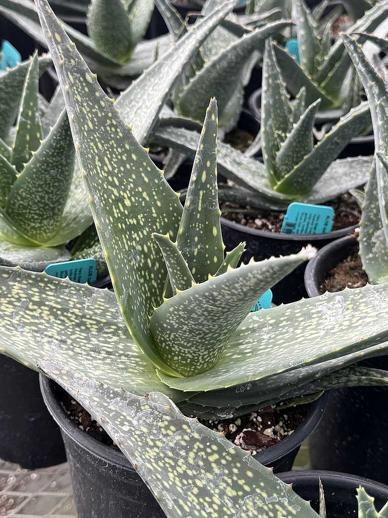 ALOE tomentosa (Available Now)