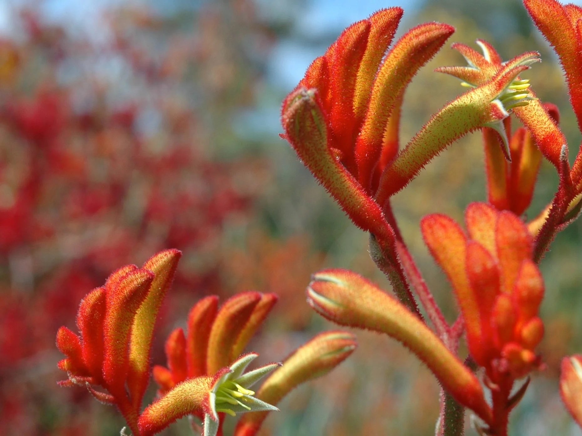 ANIGOZANTHOS flavidus hybrid 'Landscape Tangerine' (Landscape Series)
