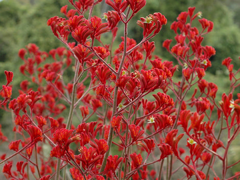 ANIGOZANTHOS flavidus hybrid 'Landscape Scarlet' (Landscape Series) Kangaroo Paw, Joey Paws