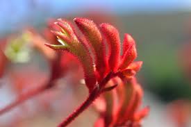 ANIGOZANTHOS flavidus hybrid 'Landscape Scarlet' (Landscape Series) Kangaroo Paw, Joey Paws