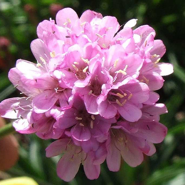 Armeria alliacea – Thrift Sea Pink