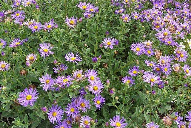 Aster x frikartii 'Mönch' – Frikart's Aster