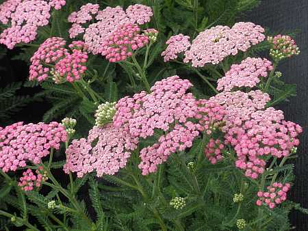 Achillea millefolium Tutti Frutti 'Pink Grapefruit' – Yarrow