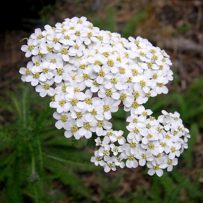 Achillea millefolium – Common Yarrow (Seed Grown)