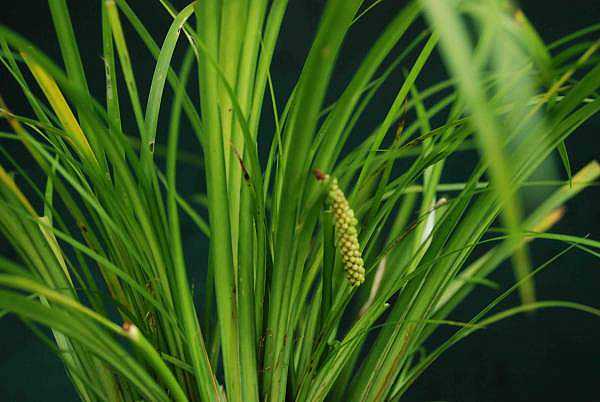 ACORUS gramineus 'Licorice'