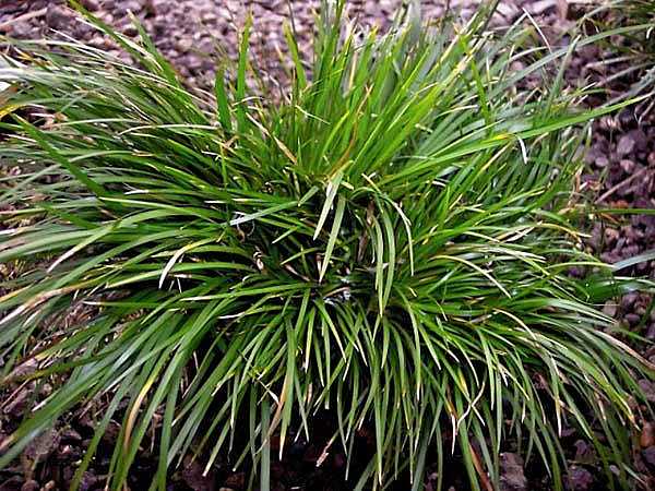 Acorus gramineus 'Pusillus' – Dwarf Japanese Sweet Flag