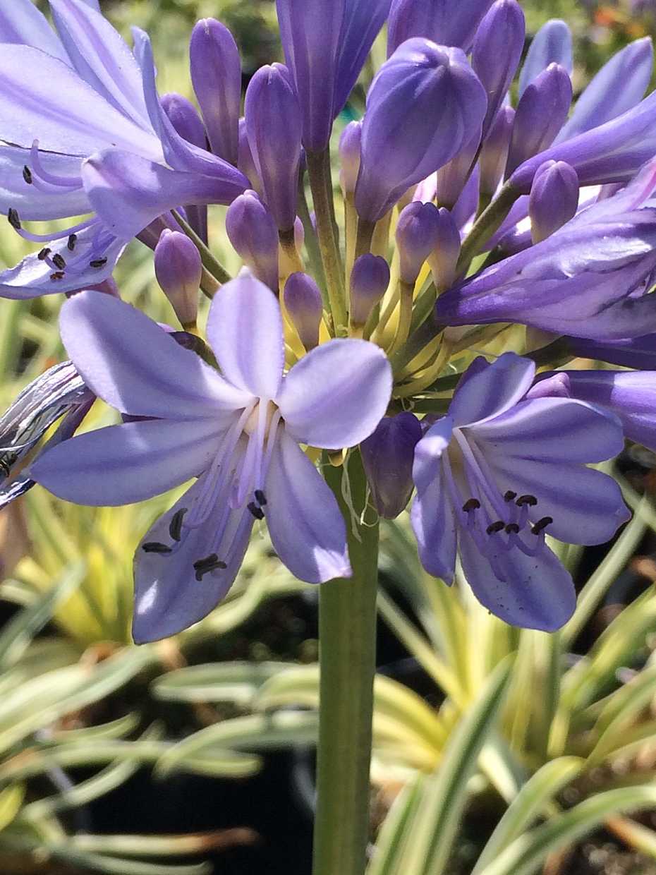 AGAPANTHUS africanus cv 'Ponto's Queen of the Nile'