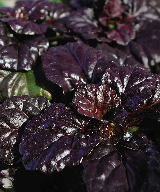 AJUGA reptans 'Black Scallop' (Available Now)