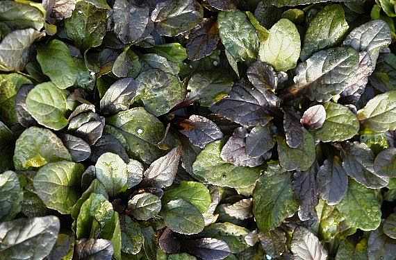 Ajuga reptans 'Bronze Beauty' – Carpet Bugle