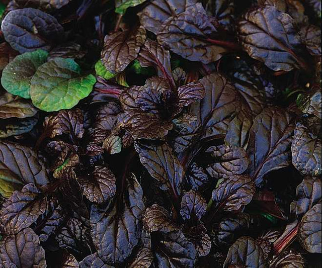 Ajuga reptans 'Mahogany' – Carpet Bugle