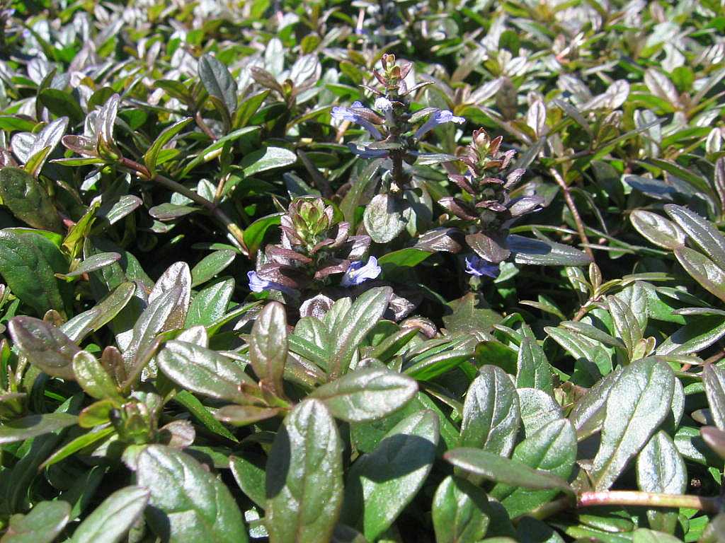 AJUGA reptans 'Chocolate Chip'
