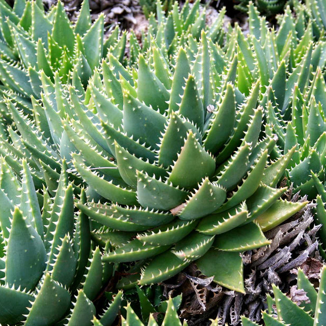 Aloe brevifolia – Short-leaved Aloe Succulent