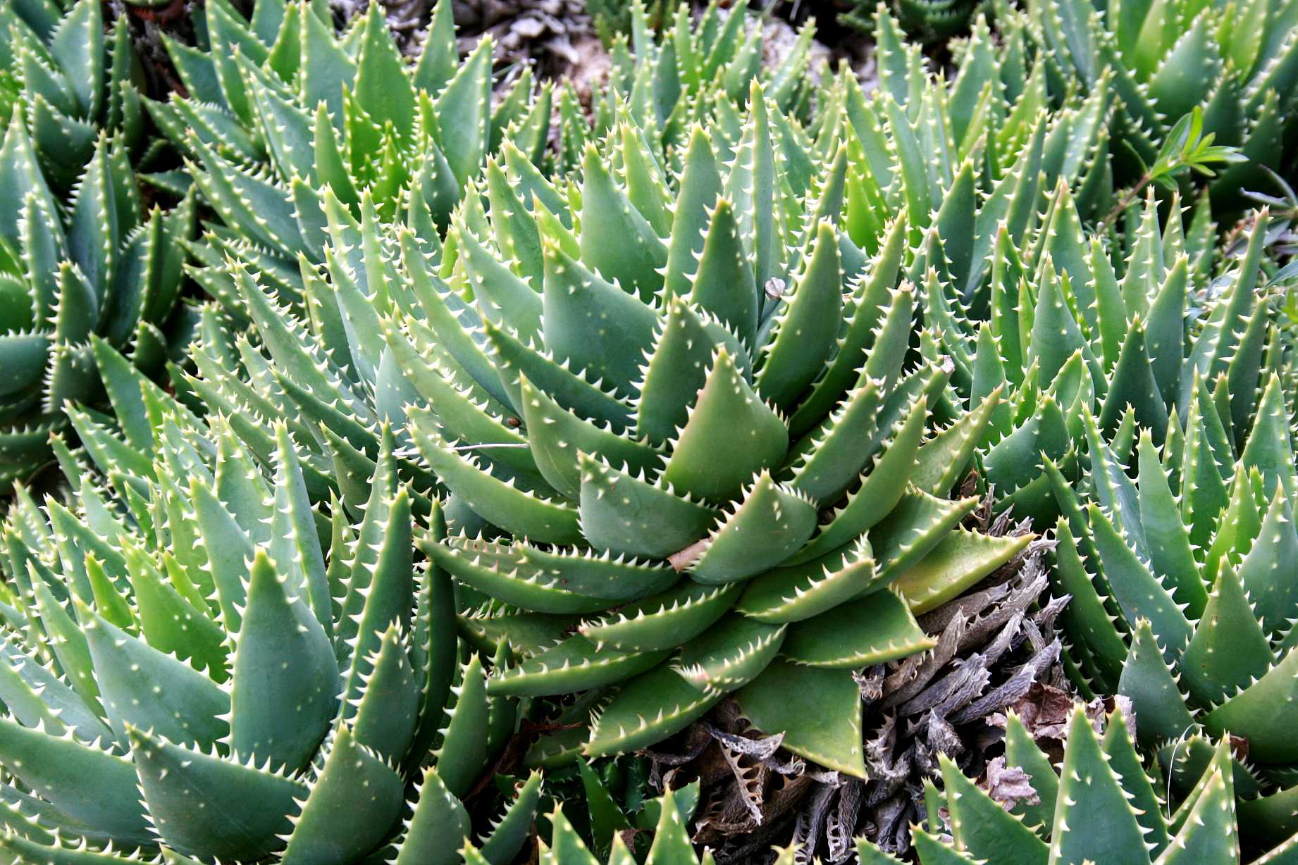 ALOE brevifolia (Available Now)