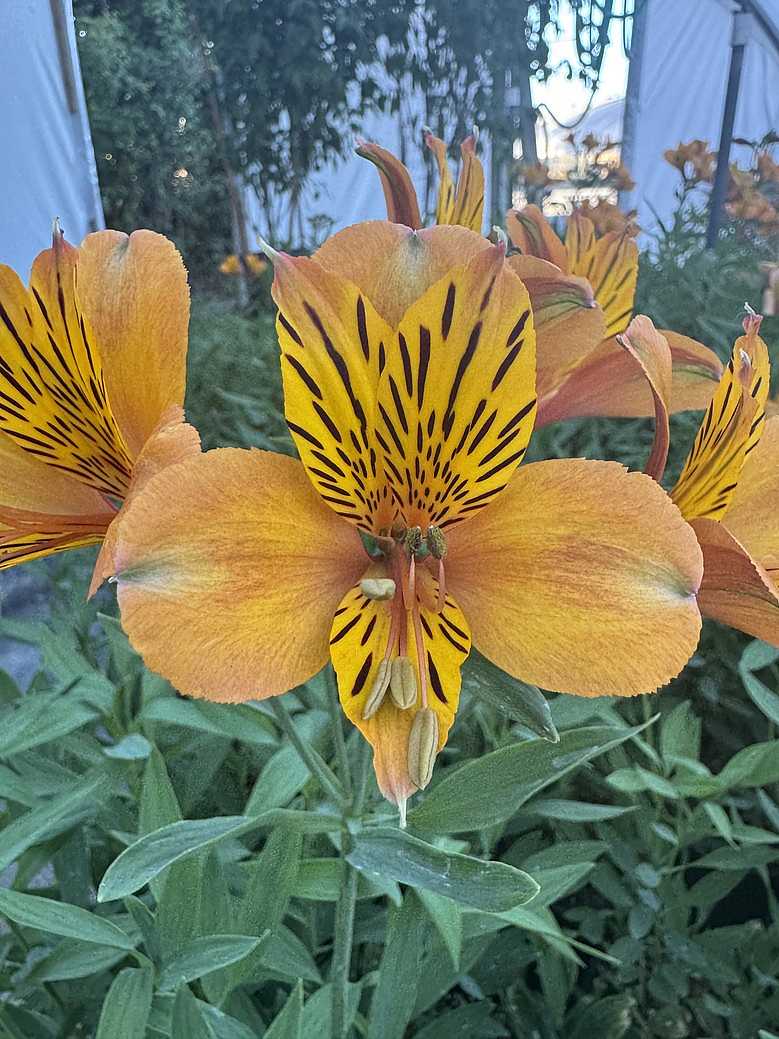 ALSTROEMERIA 'Marmalade' (Available Now)