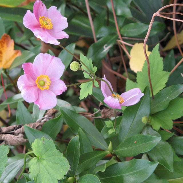 Anemone hupehensis japonica 'September Charm' (syn. Eriocapitella hup. 'September Charm') – Japanese Anemone