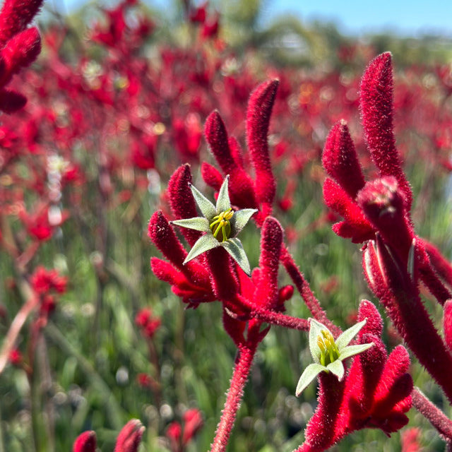 Anigozanthos 'Big Red' – Kangaroo Paw