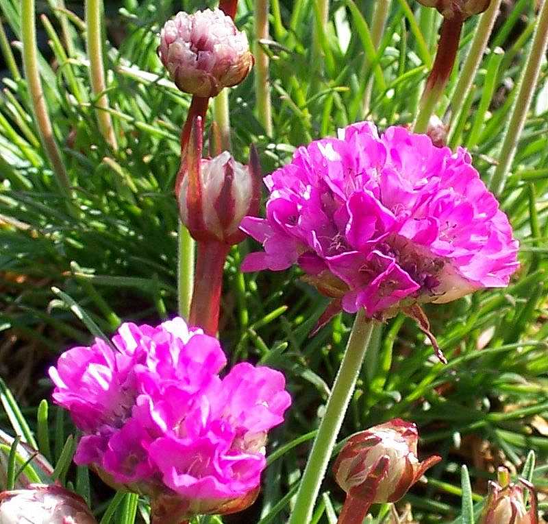 ARMERIA maritima 'Splendens' (Sea Thrift)