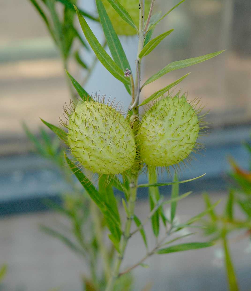 ASCLEPIAS fruticosus (Gomphocarpus)