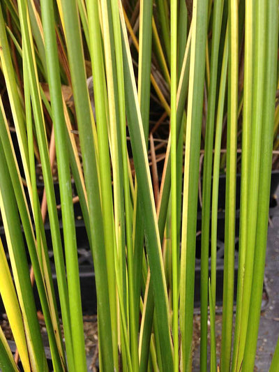Baumea rubiginosa 'Variegata' – Variegated Rush