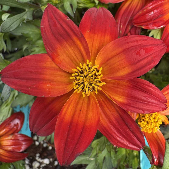 Bidens 'Smile Dark Red' – Beggarticks