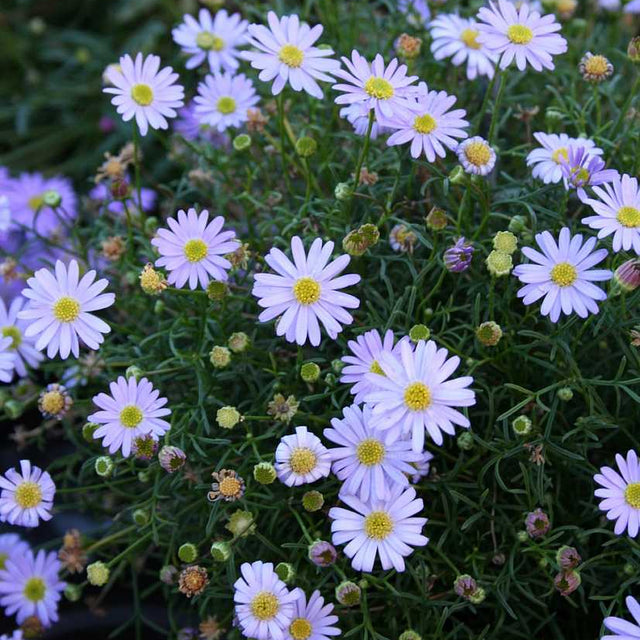 Swan River Daisy 'Mauve' – live annual, drought tolerant