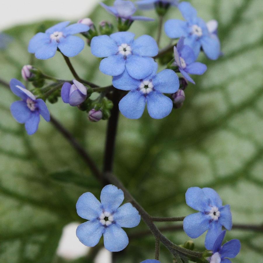 BRUNNERA macrophylla 'Jack Frost' (Siberian Bugloss, Forget-Me-Not, Alkanet)