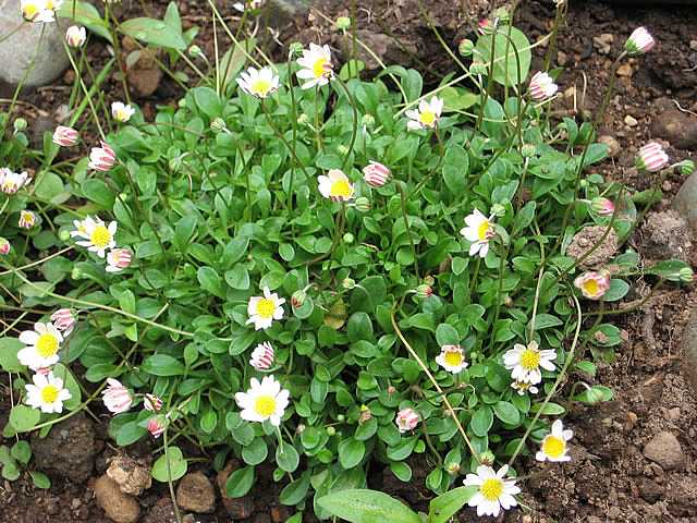 Bellium minutum – Miniature Mat Daisy
