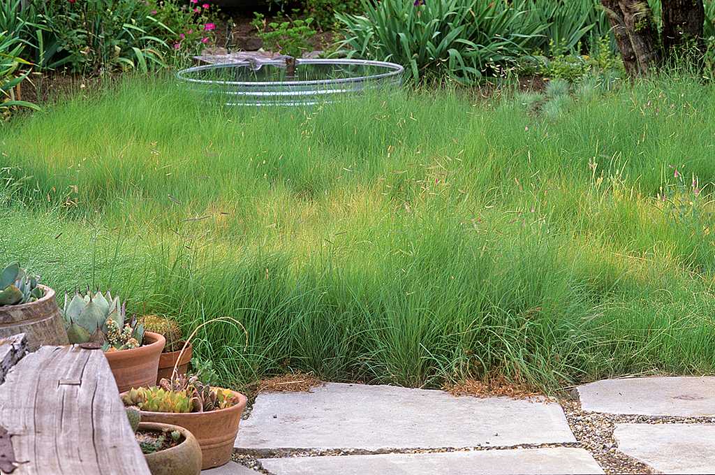 BOUTELOUA gracilis (Blue Grama Grass, Mosquito Grass)