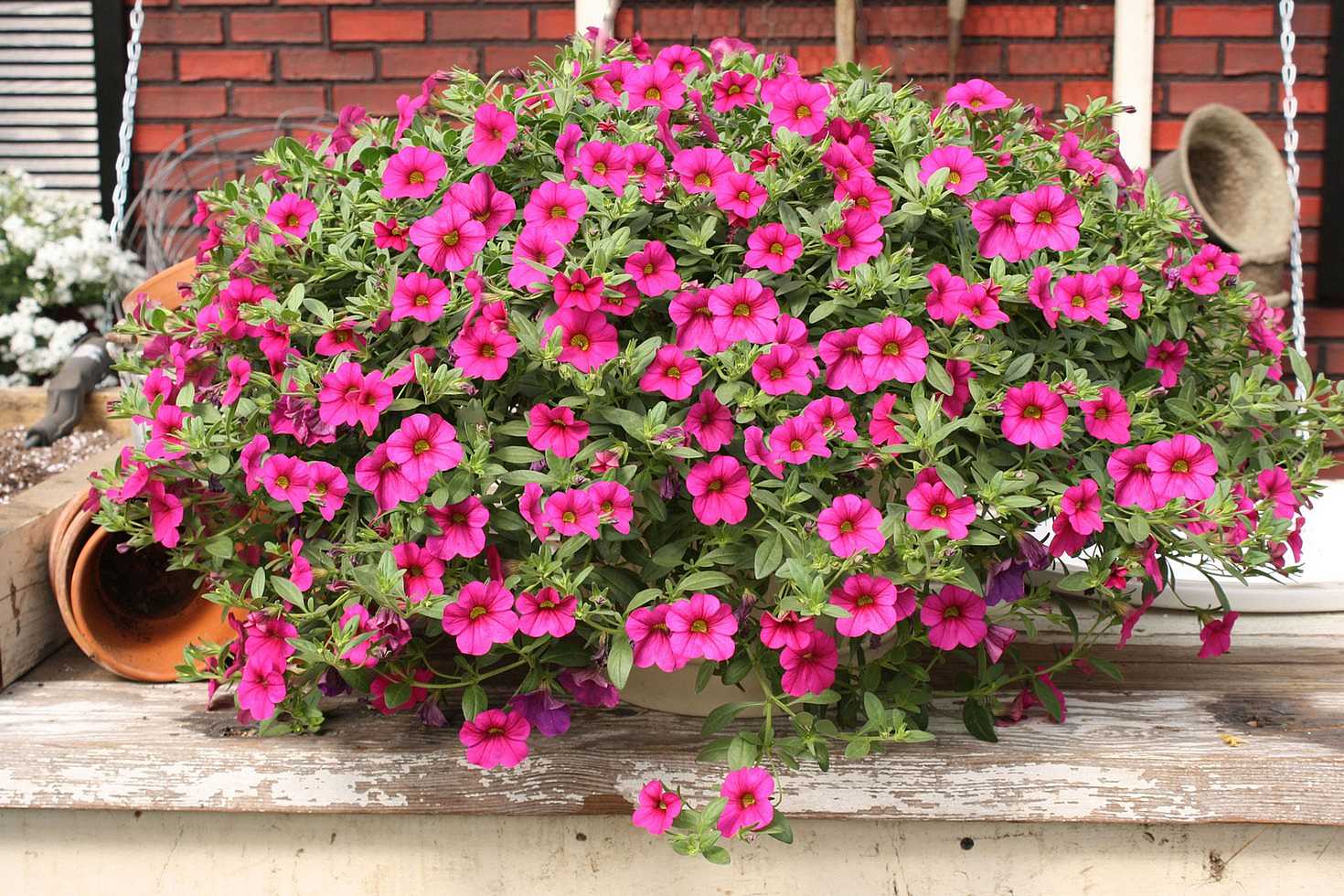 CALIBRACHOA hybrid 'Trailing Magenta' (Million Bells)