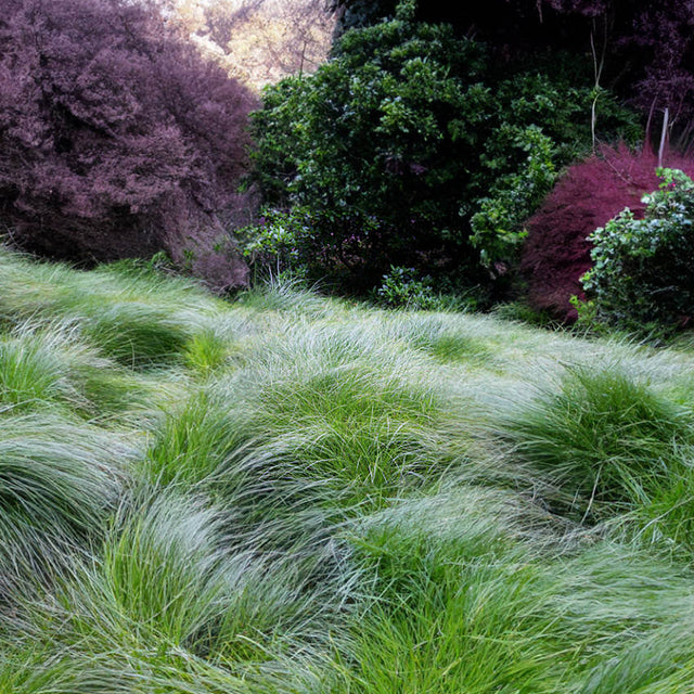 Carex praegracilis – Clustered Field Sedge