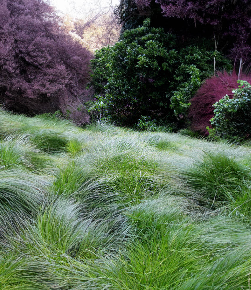 CAREX praegracilis (Available Now)