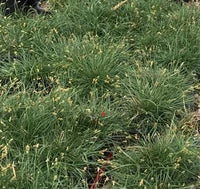 CAREX praegracilis 'Chisai' (Available Now)