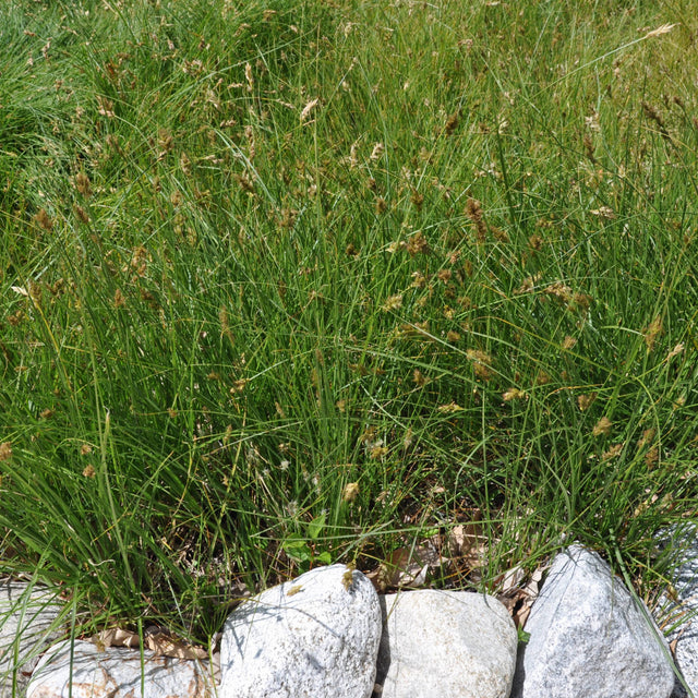 Carex praegracilis 'Chisai' – Clustered Field Sedge
